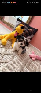 Цуценята бівер-йоркширський тер'єр