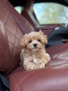 Мальтипу ф1 карамельный хлопчик супер міні