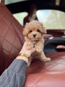 Мальтипу ф1 карамельный хлопчик супер міні