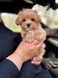 Мальтипу ф1 карамельный хлопчик супер міні