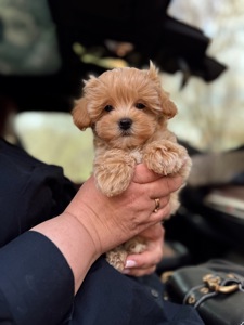 Мальтипу ф1 карамельный хлопчик супер міні