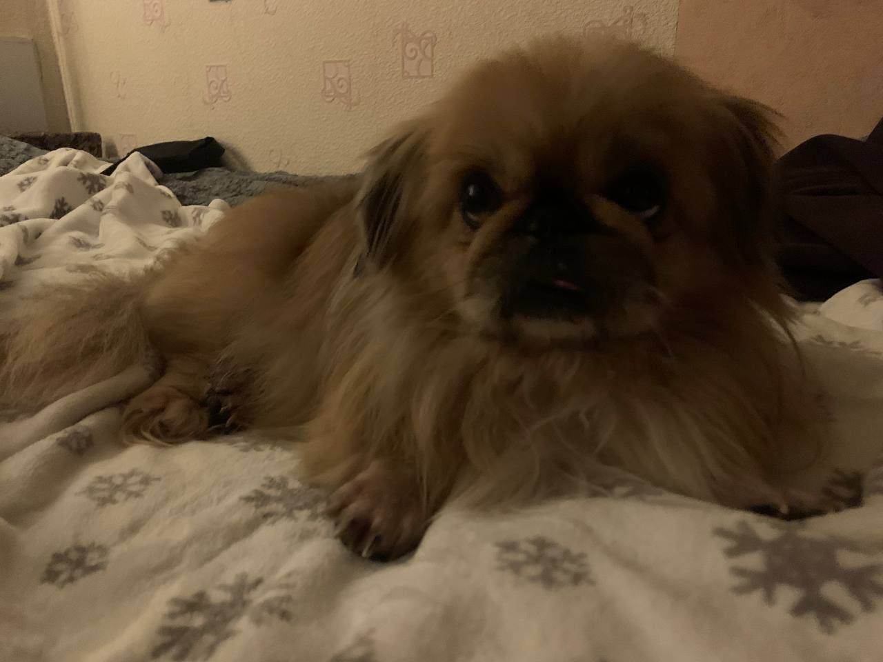 Очень хороший щенок отдам в хорошие руки