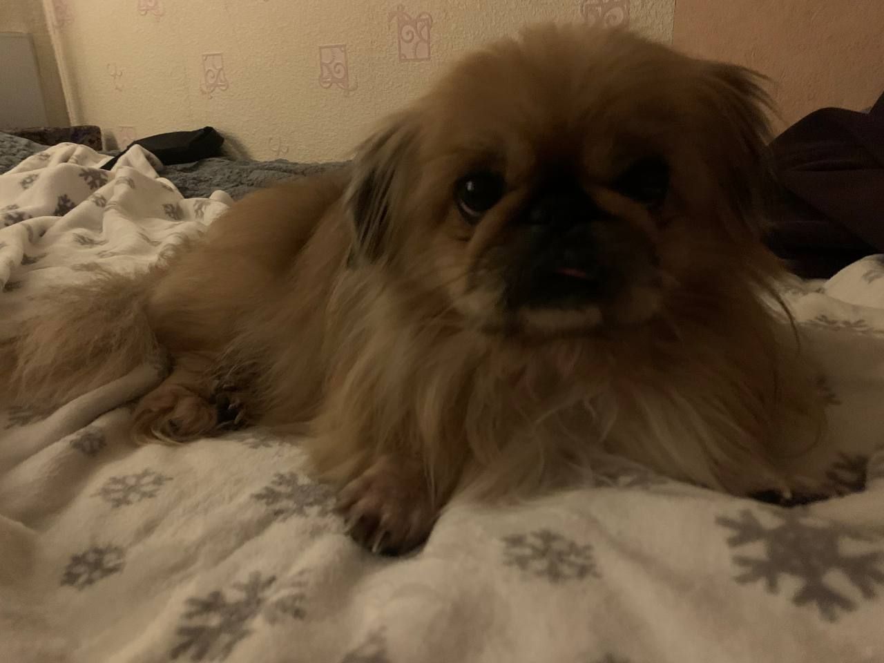 Очень хороший щенок отдам в хорошие руки