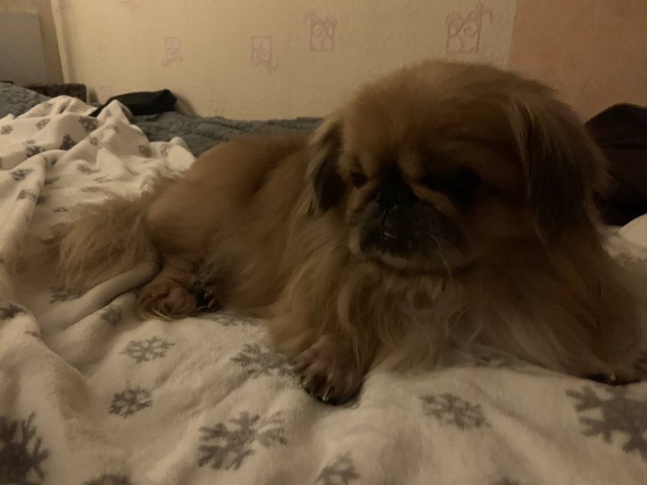 Очень хороший щенок отдам в хорошие руки