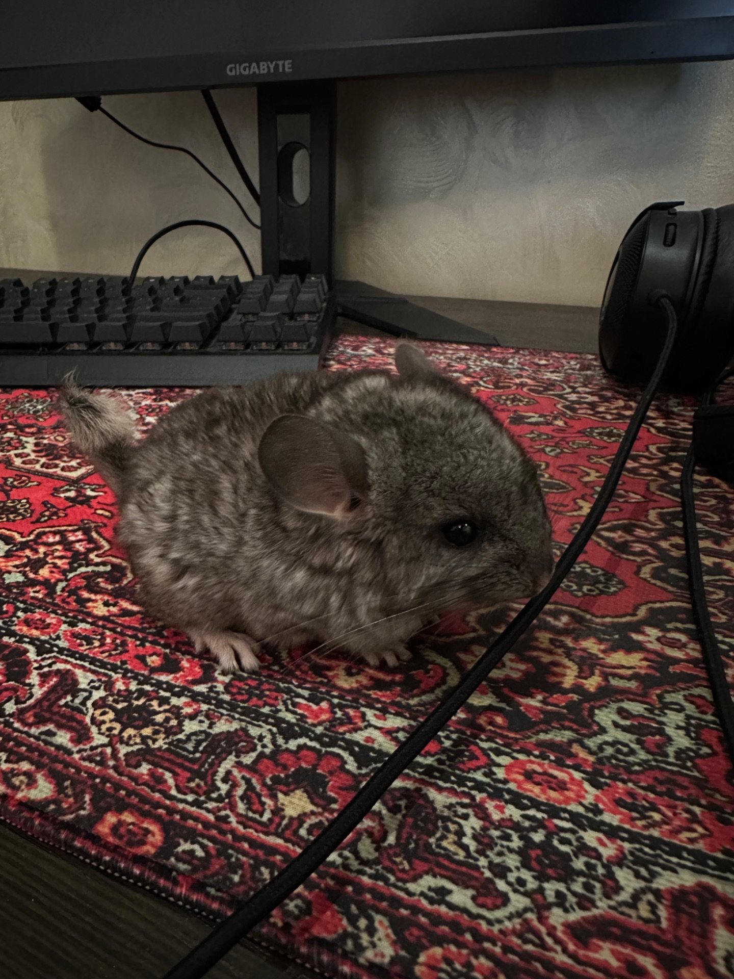 Шиншила Самець Сірий стандарт