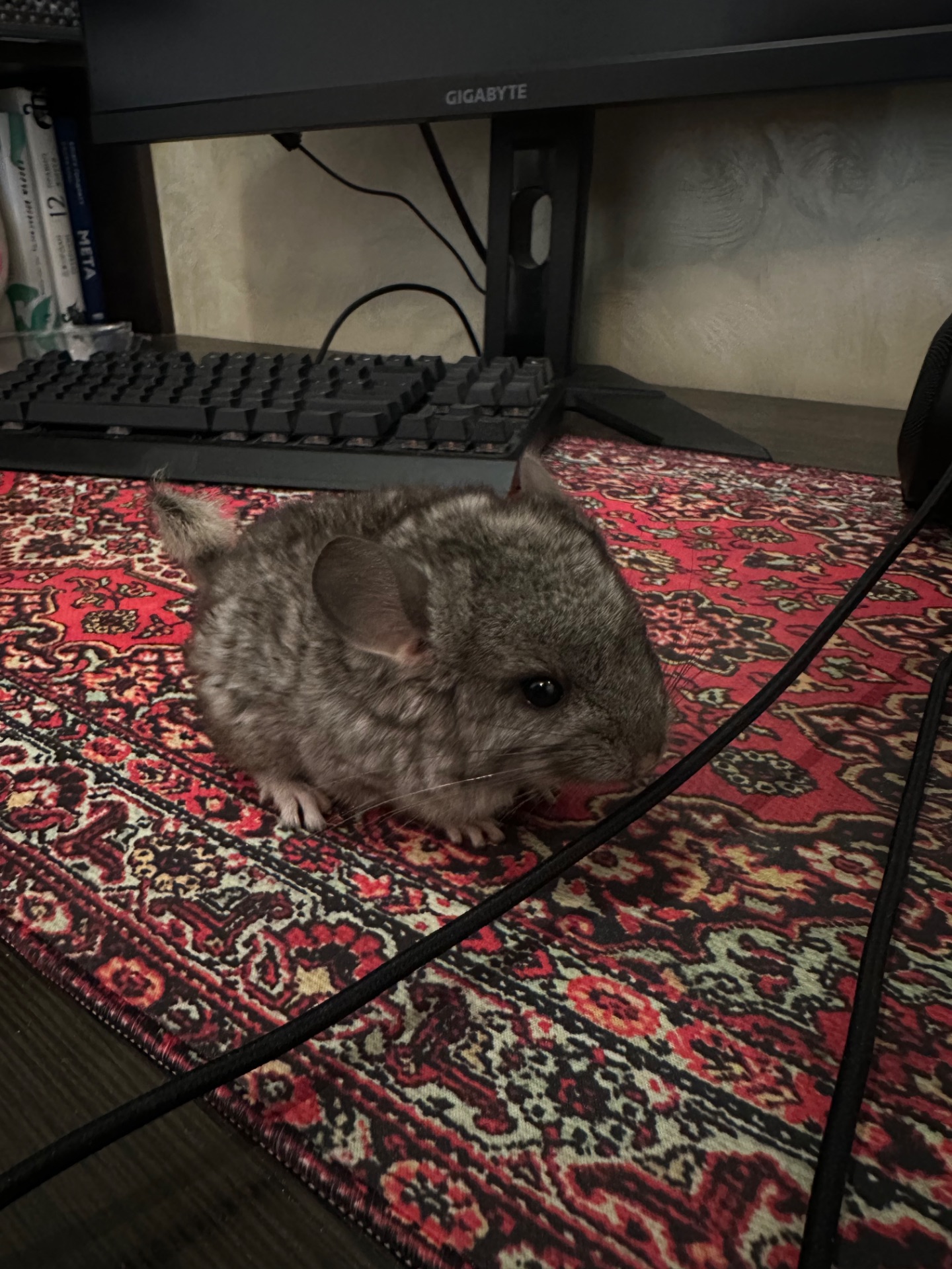 Шиншила Самець Сірий стандарт