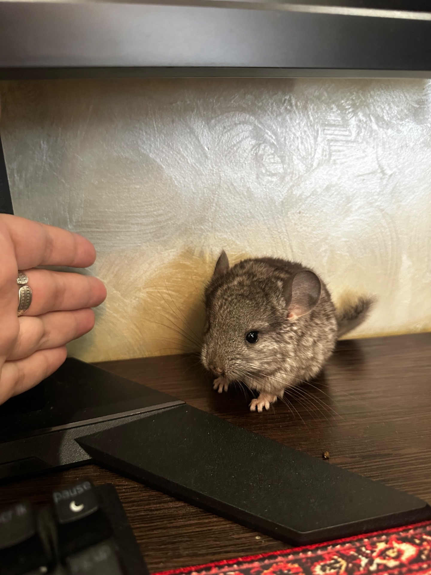 Шиншила Самець Сірий стандарт