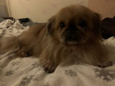 Очень хороший щенок отдам в хорошие руки