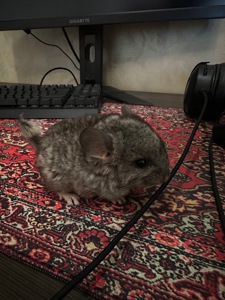 Шиншила Самець Сірий стандарт