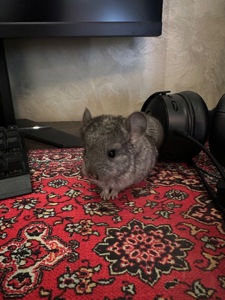 Шиншила Самець Сірий стандарт