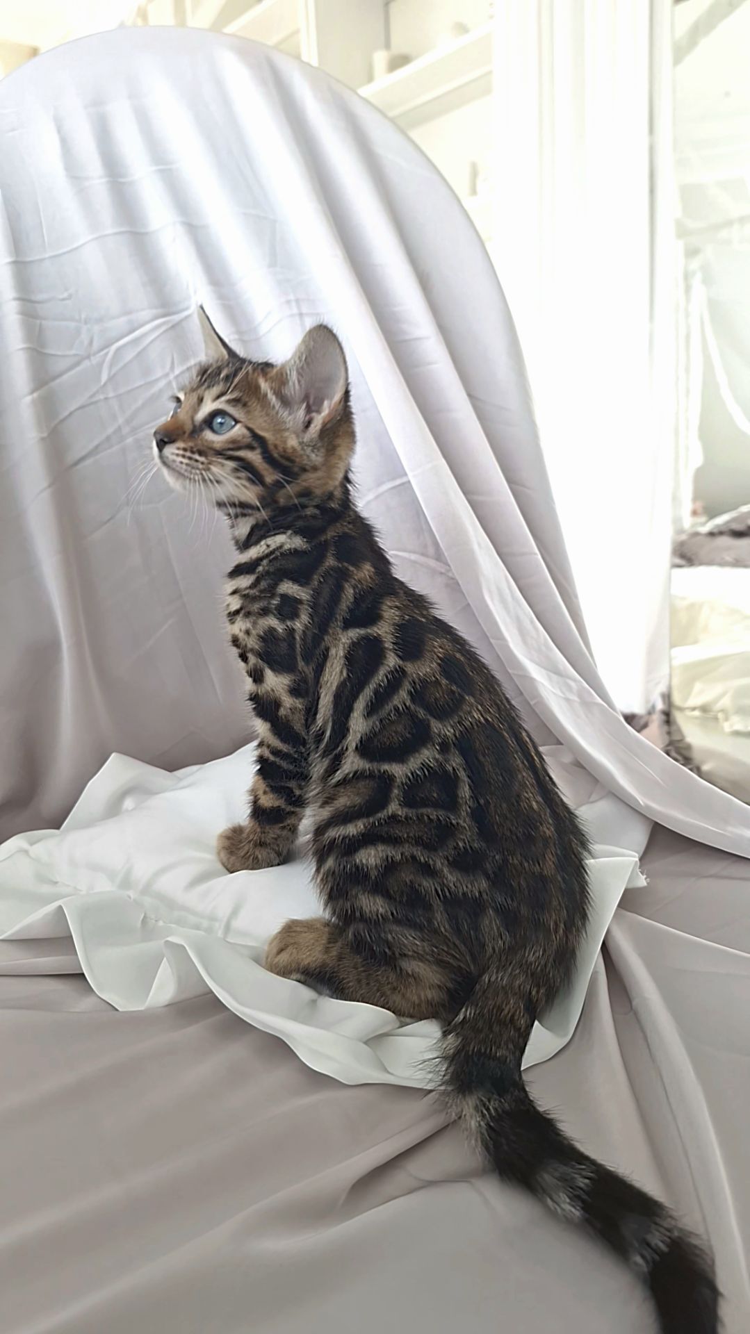 Кошеня бенгал