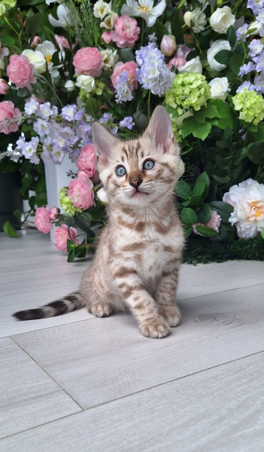 Кошеня бенгал