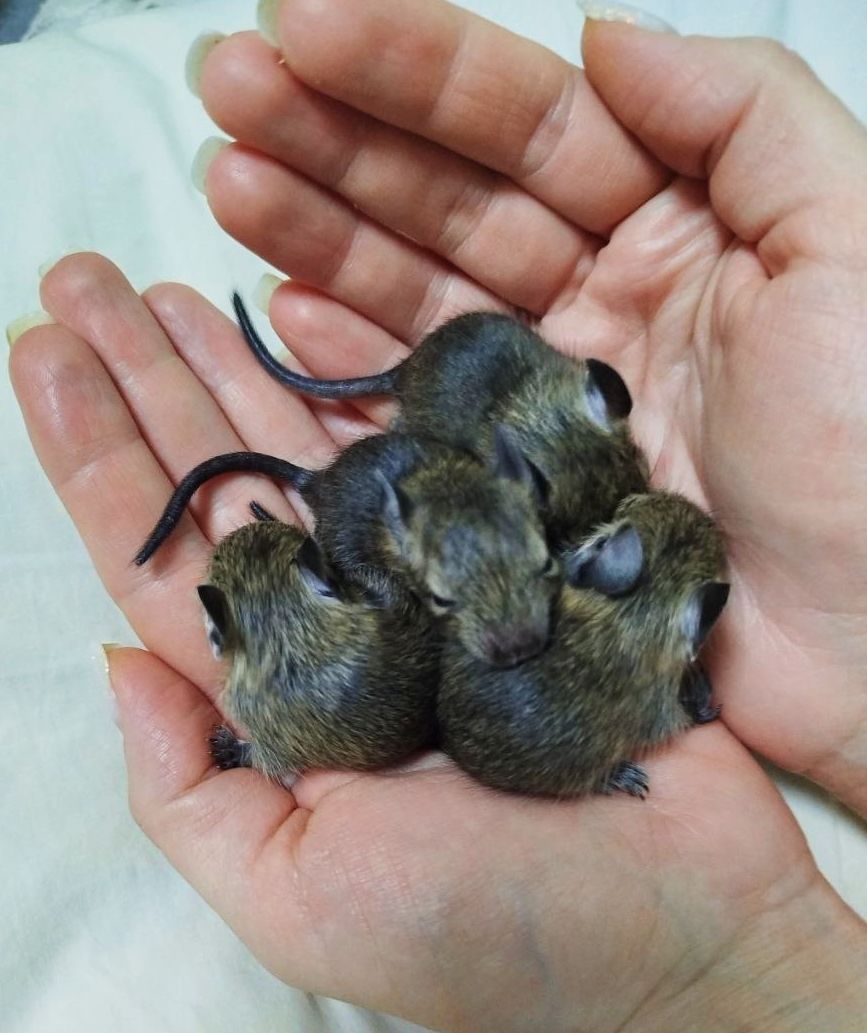 Декоративні гризуни чилійська білка Дегу