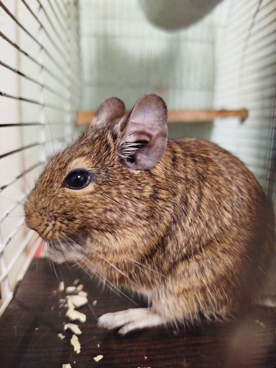 Декоративні гризуни чилійська білка Дегу