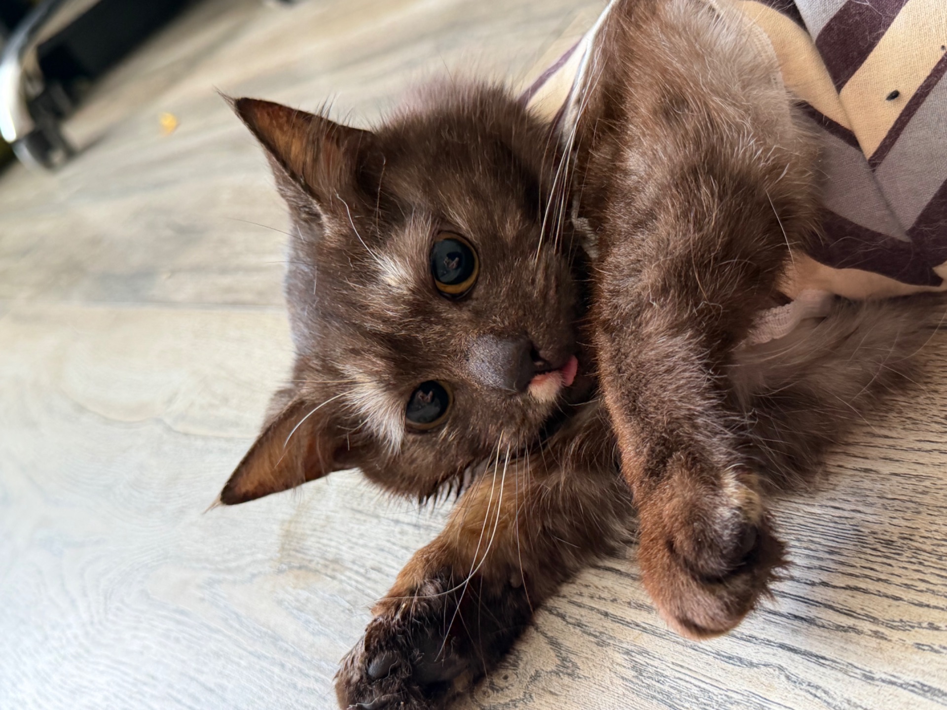 Мадам шукає родину!