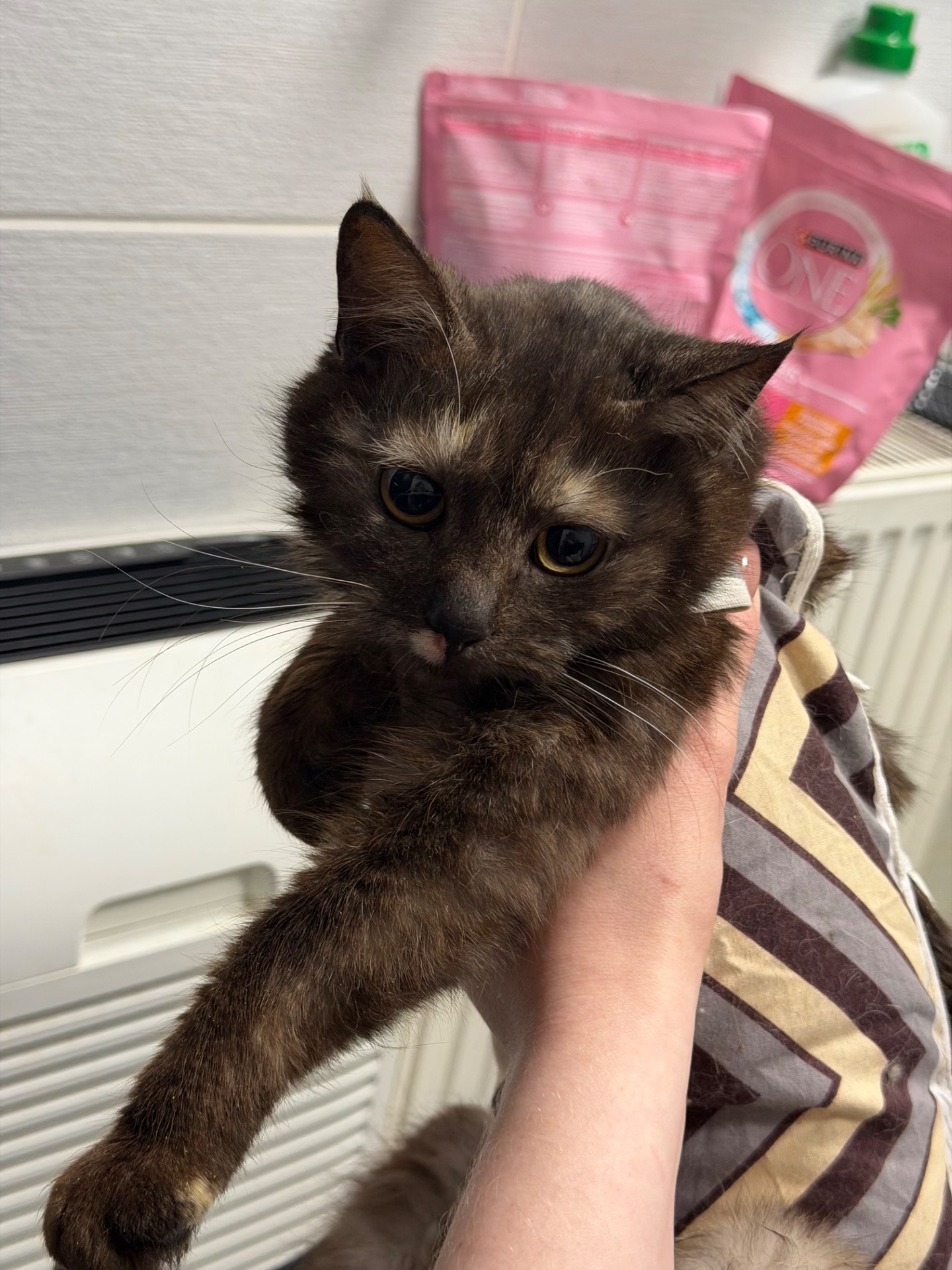 Мадам шукає родину!