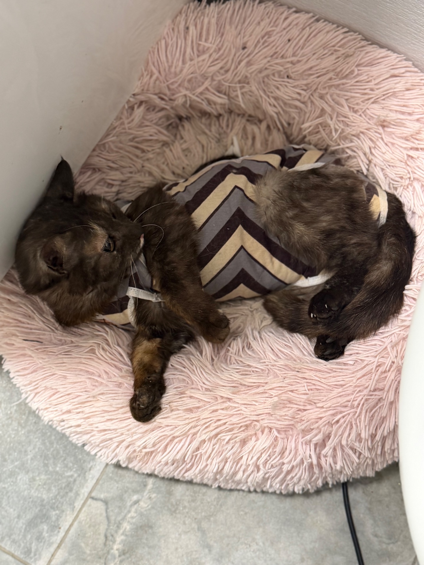 Мадам шукає родину!