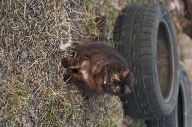 Мадам шукає родину!