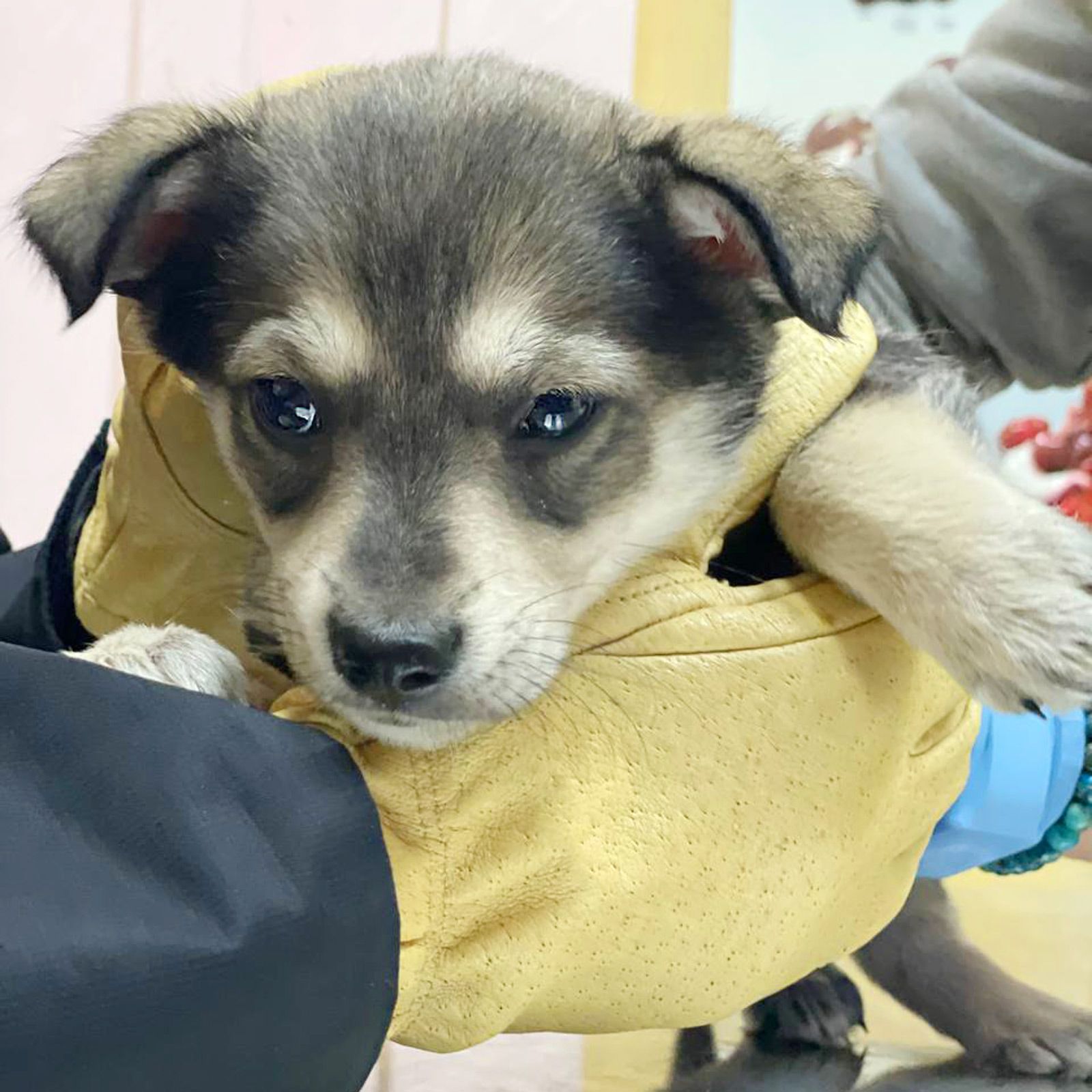 цуценя Ханука, метис хаскі