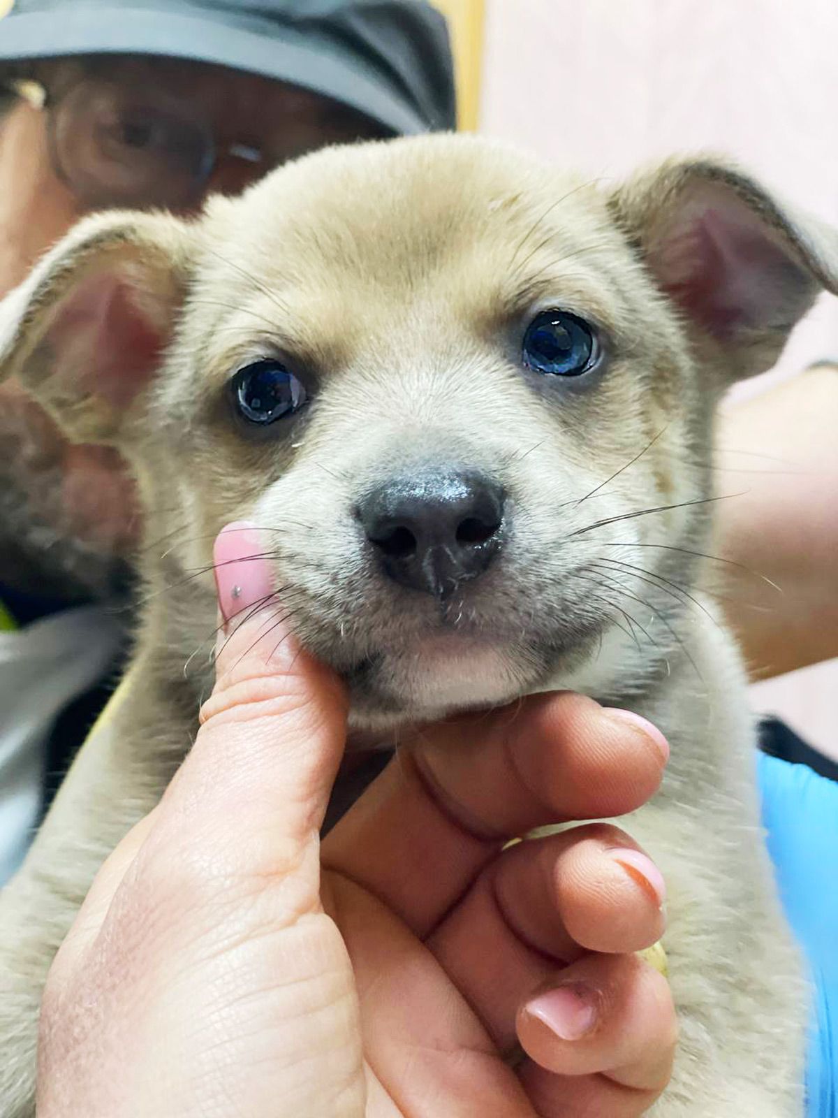 цуценя Хуго, золотистий