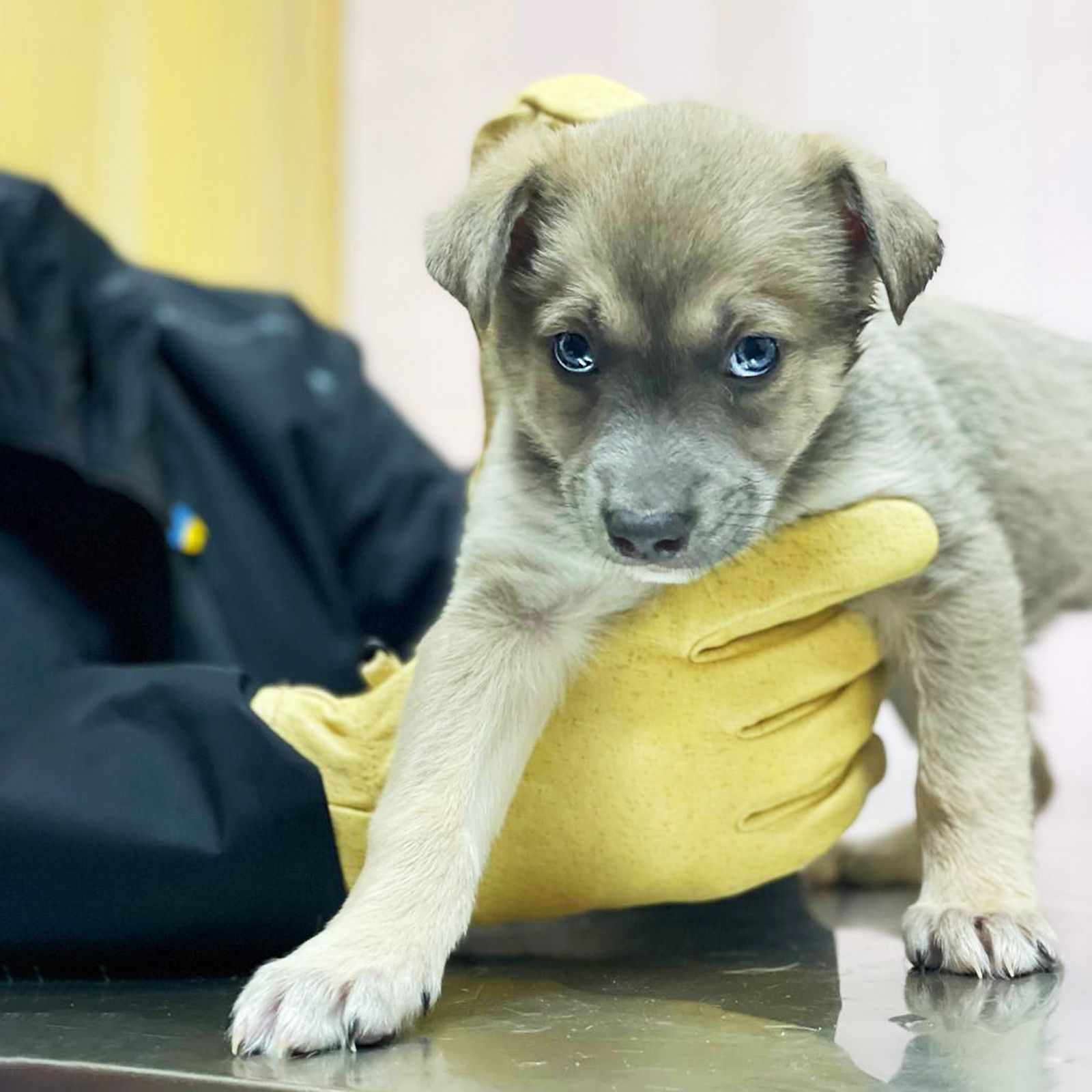 цуценя Хорт, метис хаскі