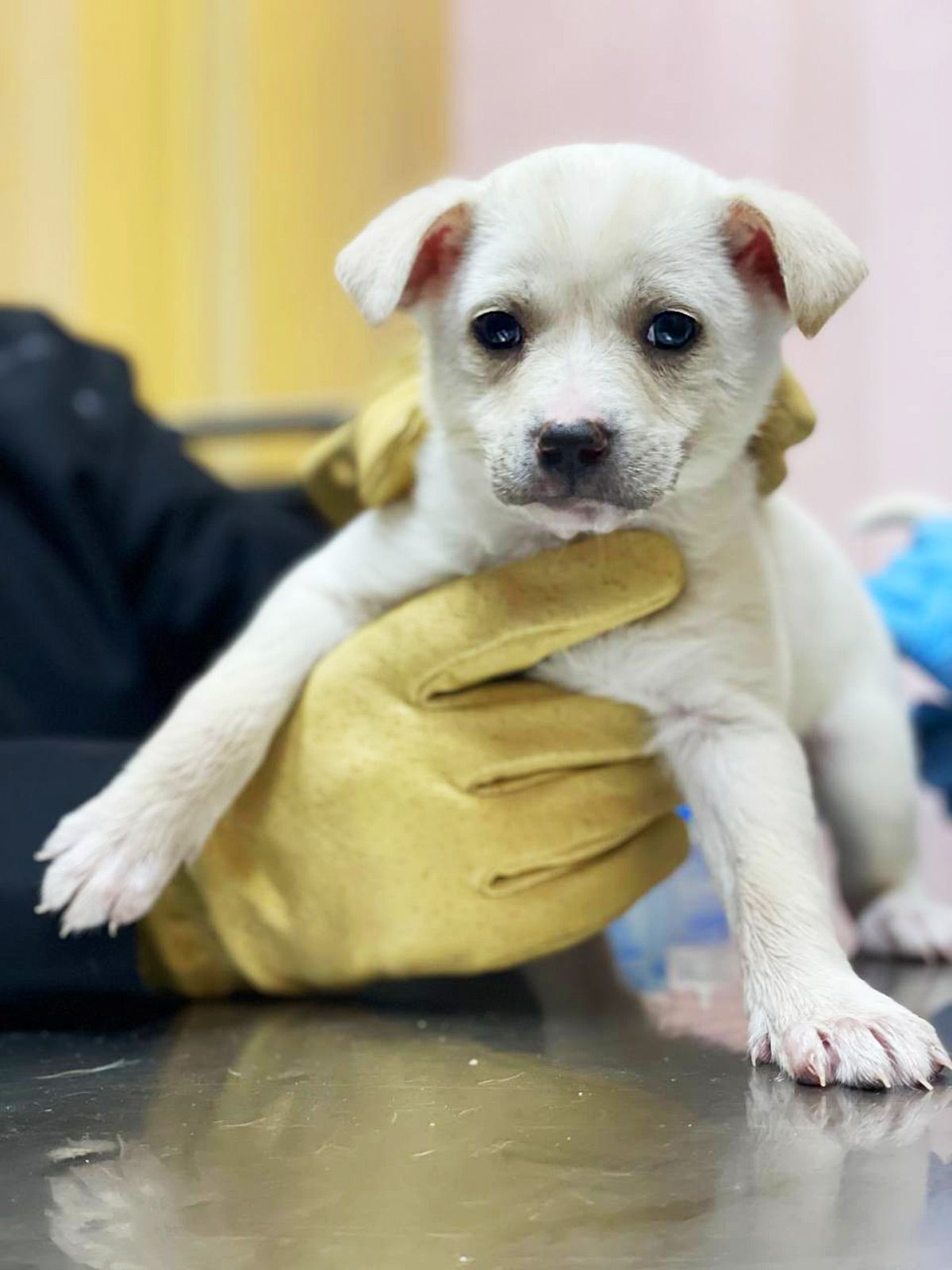 біле цуценя Хані