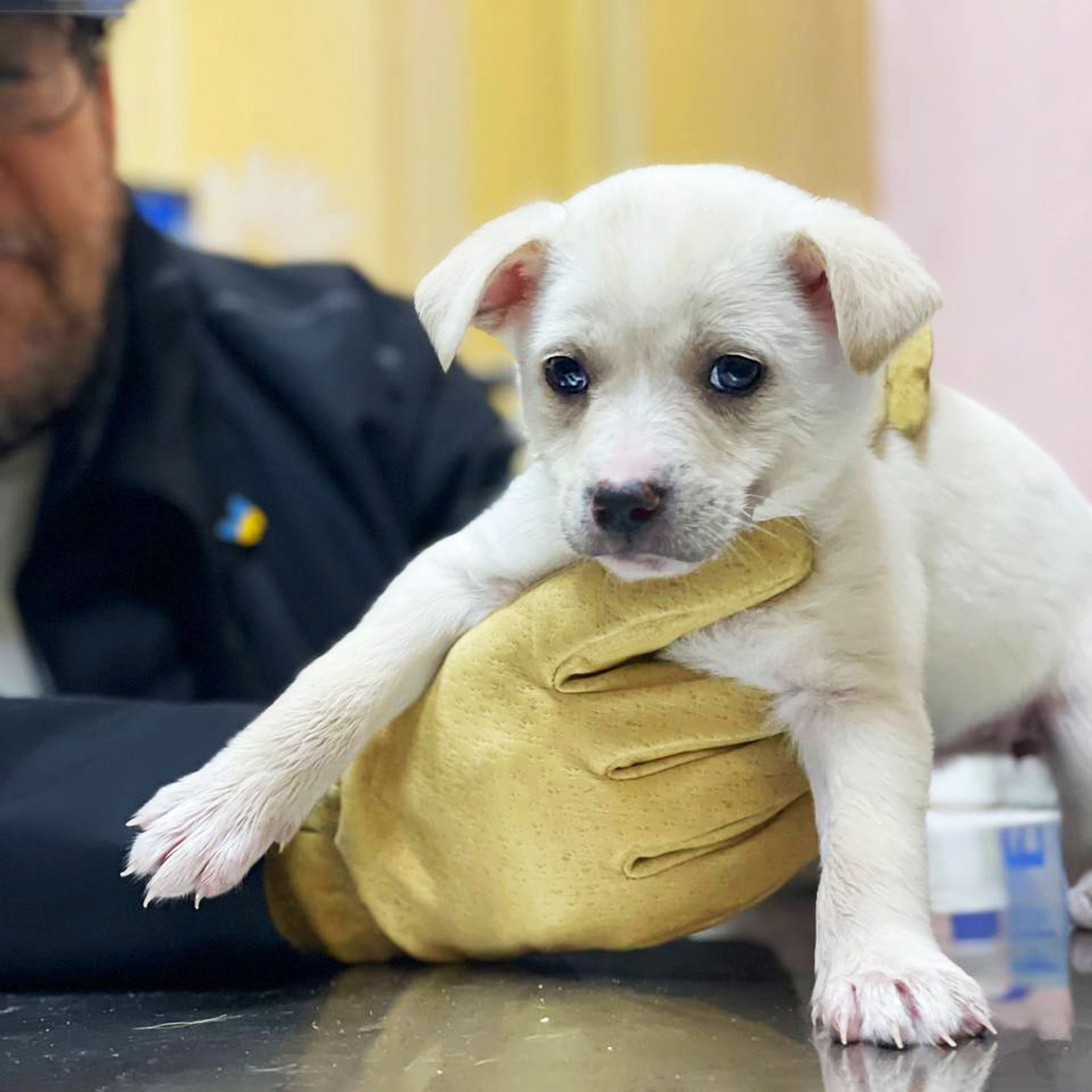 біле цуценя Хані