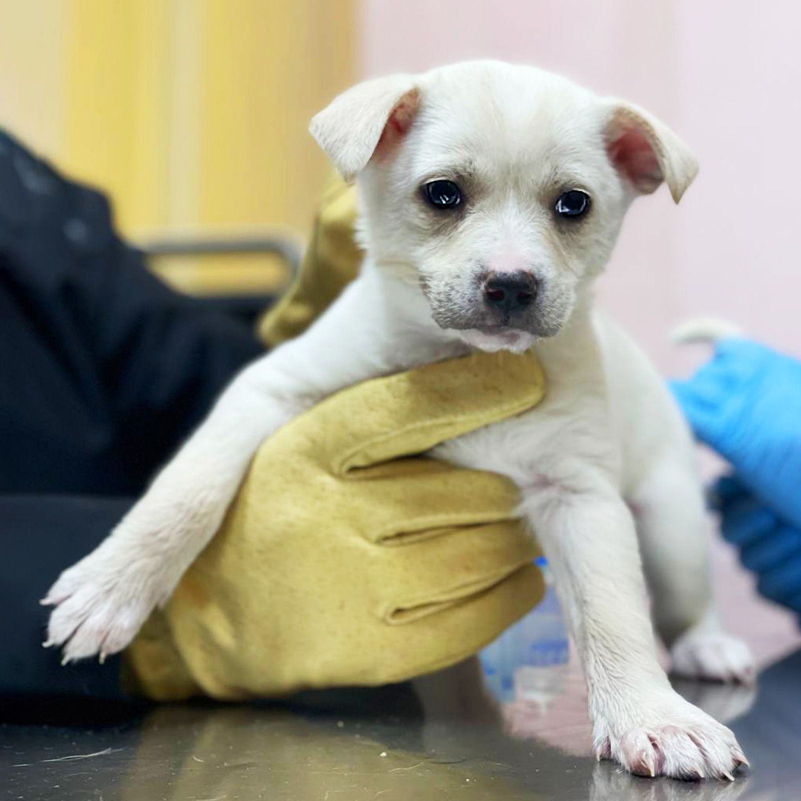 біле цуценя Хані