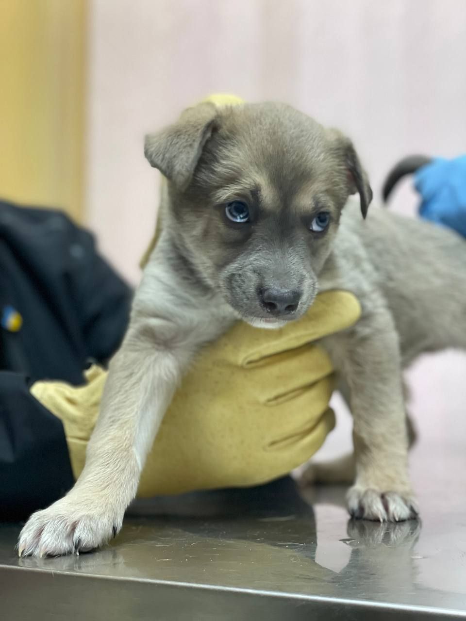 цуценя Хорт, метис хаскі