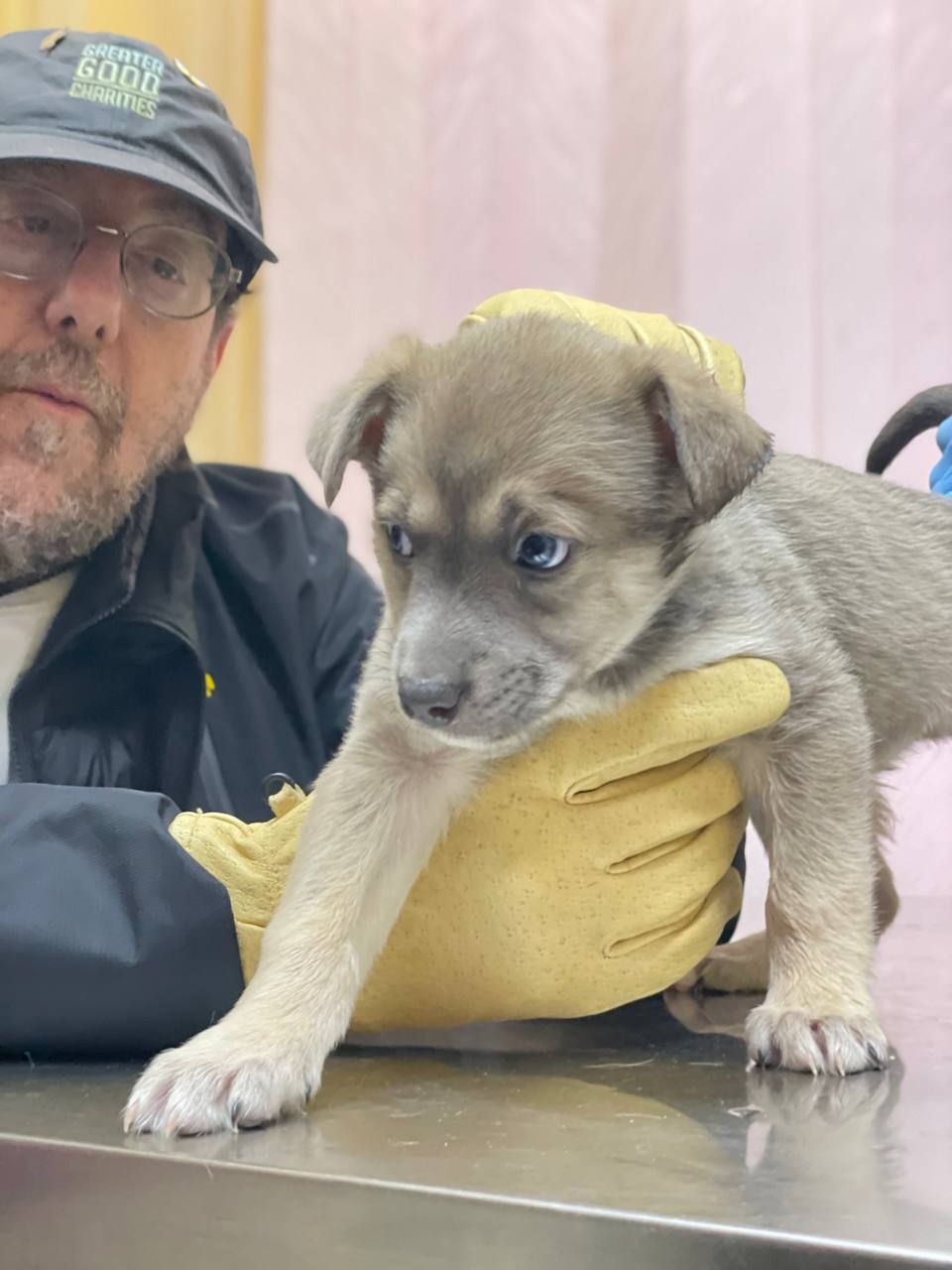 цуценя Хорт, метис хаскі