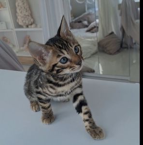 Кошеня бенгал