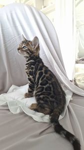 Кошеня бенгал