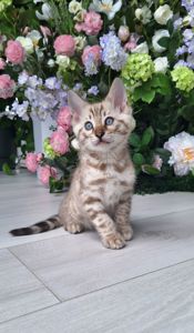 Кошеня бенгал