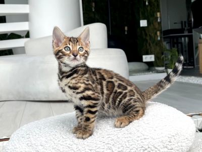 Кошеня бенгал