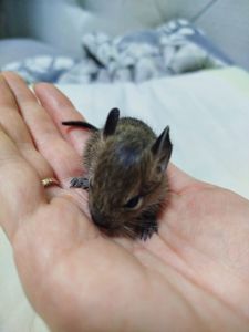 Декоративні гризуни чилійська білка Дегу