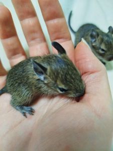 Декоративні гризуни чилійська білка Дегу