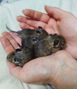 Декоративні гризуни чилійська білка Дегу