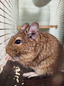 Декоративні гризуни чилійська білка Дегу