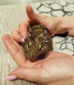 Декоративні гризуни чилійська білка Дегу