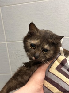 Мадам шукає родину!