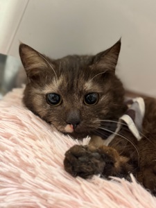 Мадам шукає родину!