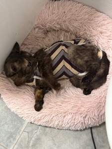 Мадам шукає родину!