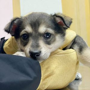 цуценя Ханука, метис хаскі