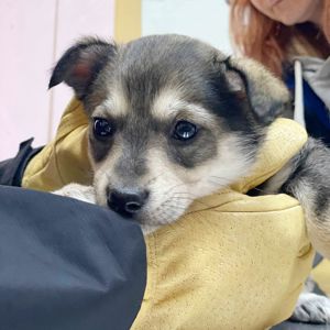 цуценя Ханука, метис хаскі