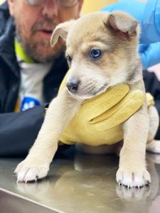 цуценя Хуго, золотистий