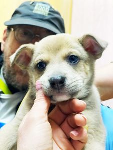 цуценя Хуго, золотистий