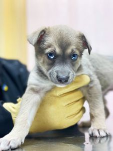 цуценя Хорт, метис хаскі