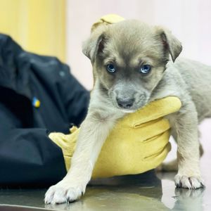 цуценя Хорт, метис хаскі