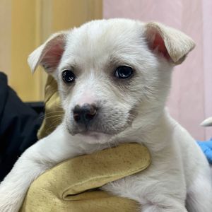 біле цуценя Хані