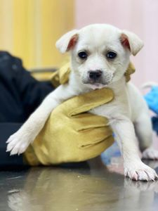 біле цуценя Хані